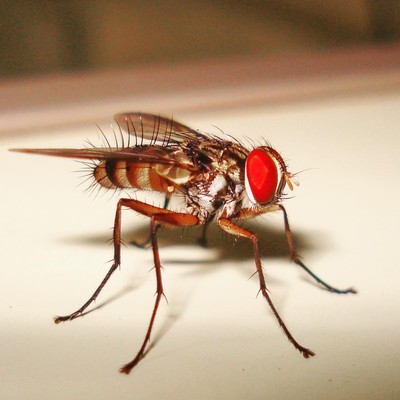 Mosquito foto