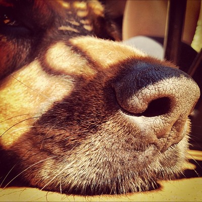 Nariz  de cachorro